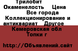 Трилобит Asaphus. Окаменелость. › Цена ­ 300 - Все города Коллекционирование и антиквариат » Другое   . Кемеровская обл.,Топки г.